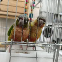 جفت گرینچیک دستی|پرنده|شهریار, شهرک وائین|دیوار