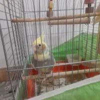 عروس هلندی