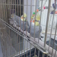 فروش عروس هلندی دوتا نر یک ماده|پرنده|جوانرود, |دیوار