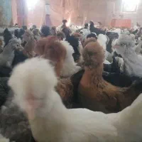 جوجه رنگی اردک محلی خروس  جوجه زینتی.مرغ|حیوانات مزرعه|شیراز, اصلاح‌نژاد|دیوار