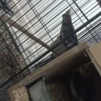 عروس هلندی مولد