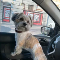 سگ‌ نر گمشده|حیوانات|تهران, کیانشهر|دیوار