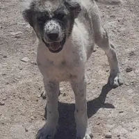 سگ فروشی|سگ|شیروان (خراسان), |دیوار