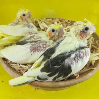 جوجه عروس سرلاکی راهب گرینچیک کوتوله|پرنده|قم, شهرک قدس|دیوار