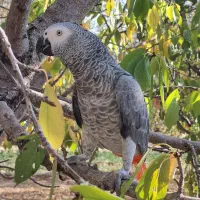 کاسکوی رام و اهلی