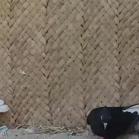 کبوتر