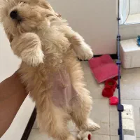 سگ پامر و شیتزو