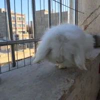 خرگوش اصیل لوپ ۷ ماهه نر خانگی