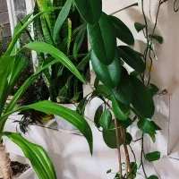 گل.|گل و گیاه طبیعی|خرامه, |دیوار