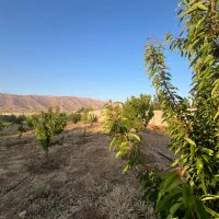 فروش باغچه خان زنیان دهنو قلندری|فروش زمین و ملک کلنگی|ارژن, |دیوار