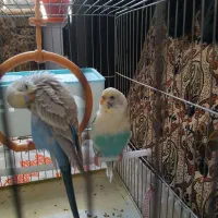 مرغ عشق نر و ماده