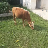 لیشه محلی