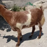 بز ماده
