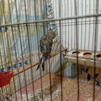 قناری ماده|پرنده|سمنان, |دیوار