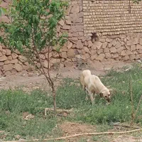 سگ سرابی پژدرتوله