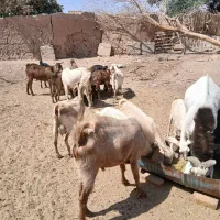 کره چپش ماده ونر کم سن و سال مال بز خودم|حیوانات مزرعه|میبد, |دیوار