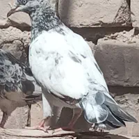 معاوضه جفت کفتر کله ای با جفت کفتر سفید پاک یا سبز