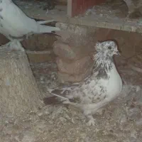 کبوتر کاشان|پرنده|اسکو, |دیوار