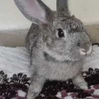 خرگوش شیطون