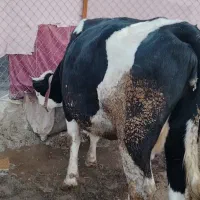 گاو|حیوانات مزرعه|روانسر, |دیوار