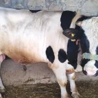 گوساله|حیوانات مزرعه|مسجد سلیمان, |دیوار