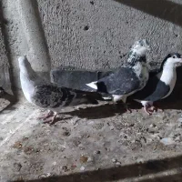 شامی|پرنده|نیشابور, دربقاضی|دیوار