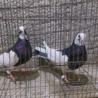 کبوتر هوایی