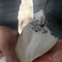 کبوتر|پرنده|بافق, |دیوار