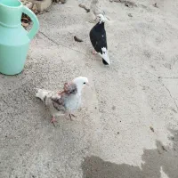 کفتر|پرنده|ماهنشان, |دیوار