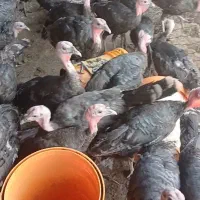 بوقلمون نر و ماده|حیوانات مزرعه|نظرآباد, مصطفی آباد|دیوار