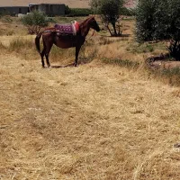 اسب مادیان|اسب و تجهیزات اسب‌سواری|بیلوار, |دیوار