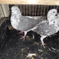 یه جفت قاره بشرط پرش بعد از ظهری