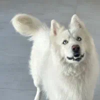 گمشده|حیوانات|گلبهار, شهر جدید گلبهار|دیوار