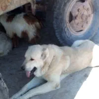 سلام ادرس شهرستان هریس روستای اربطان|سگ|تبریز, |دیوار