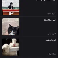 گربه به واگذاری قبول می‌کنم ولی یا اسکاتیش بریتیش