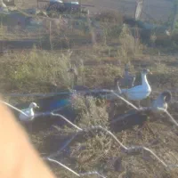 6عدد غاز گوشتی