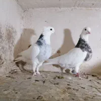 طوقی  هفترنگ کفتر کبوتر رنگه المانی کاکلی سوسکی|پرنده|تربت‌حیدریه, ترمینال|دیوار