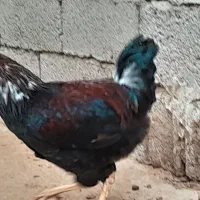 جوجه خروس