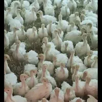 فروش جوجه بوقلمون سفید بیوتی