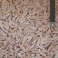 بذر جو دیم حدودا ۸۰۰ کیلو