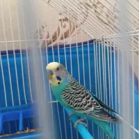 مرغ عشق و عروس هلندی|پرنده|سنندج, |دیوار