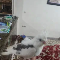 عروس هلندی گم شده|پرنده|نورآباد, |دیوار