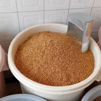 گندم کیلوی ۵۳   پرنده کبوتر کفتر