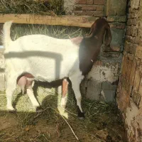 بز پاکستانی
