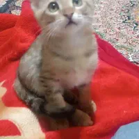 واگذاری|گربه|زاهدان, |دیوار
