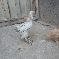 جوجه برهما سه ماهه