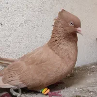 کبوتر گمشده