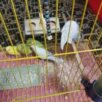 4تا مرغ عشق|پرنده|شاهین‌شهر, مسکن مهر|دیوار