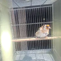 سهره نر دهندار