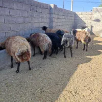 میش جوان|حیوانات مزرعه|شاهرود, |دیوار